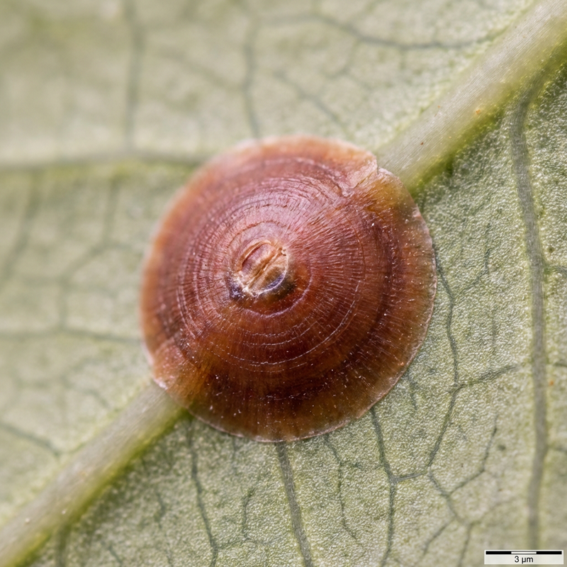 Cocciniglia rossa della California