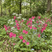 Rote Lichtnelke (Silene dioica) in Blüte im naturnahen Garten (KI-generiert)
