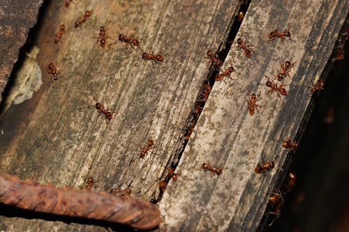 Rote Rasenameise - Bild 4