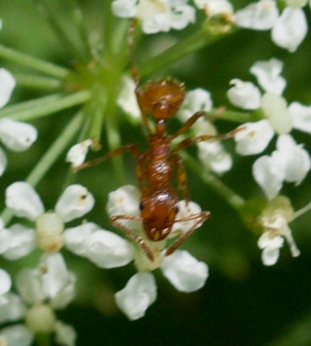 Rote Rasenameise - Bild 1