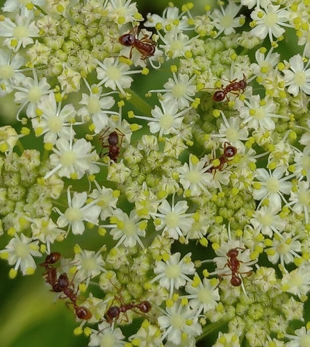 Rote Rasenameise - Bild 5