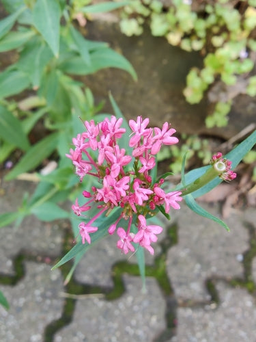 Fiore sperone rosso — Bild 5