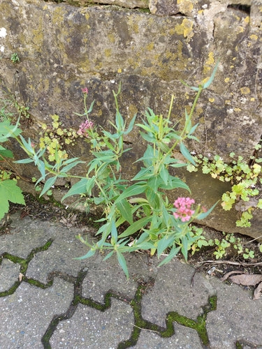 Fiore sperone rosso — Bild 4