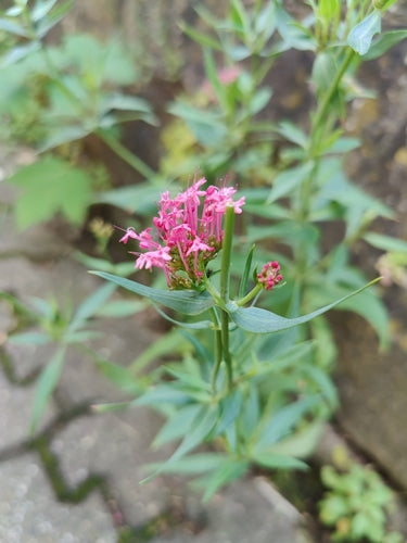 Fiore sperone rosso — Bild 3