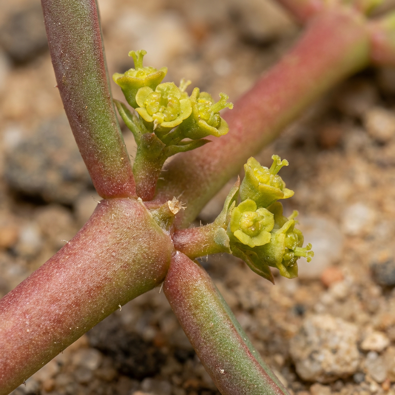 Milkbush africano rosso