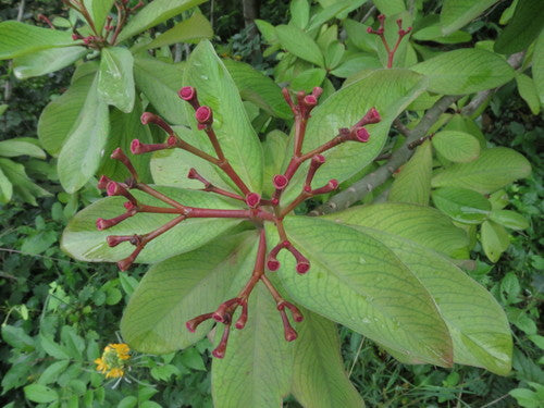 Milkbush africano rosso — Bild 4