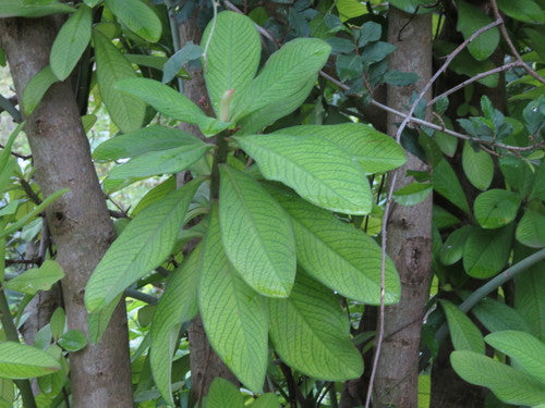 Milkbush africano rosso — Bild 3