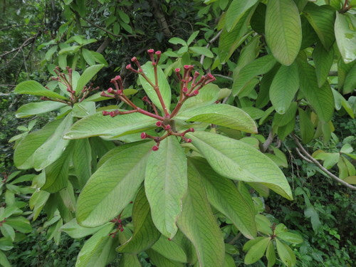 Milkbush africano rosso — Bild 2
