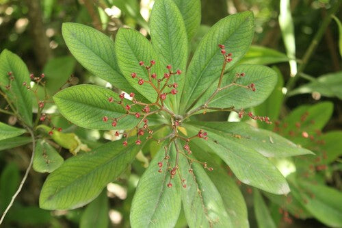 Milkbush africano rosso — Bild 5