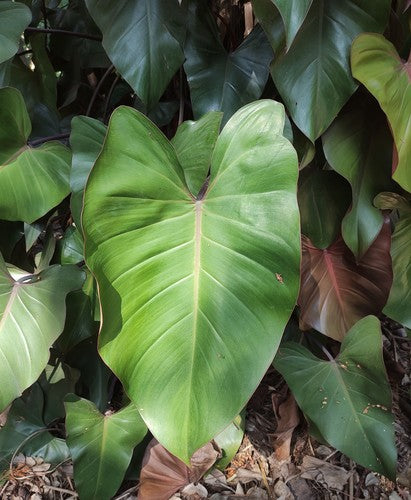 Red Tree Friends (cultivar 'Black Cardinal') — Bild 3