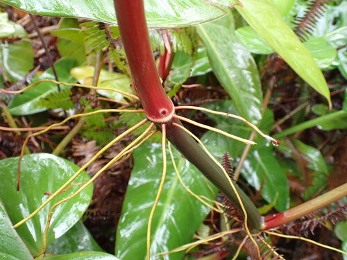 Red Tree Friends (cultivar 'Black Cardinal') — Bild 5