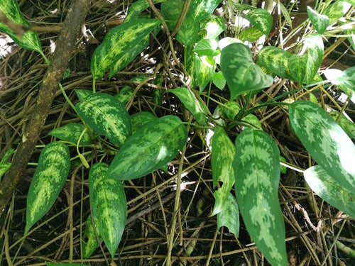 Filo di pannocchia rosso — Bild 4