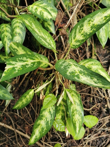 Filo di pannocchia rosso — Bild 3