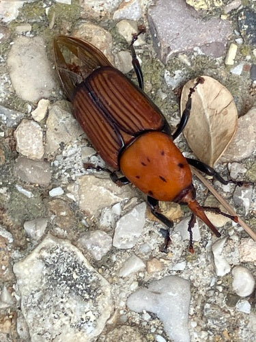 Punteruolo rosso delle palme — foto 5 di 8