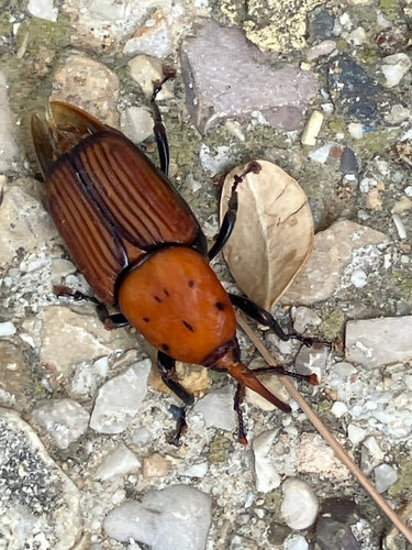 Punteruolo rosso delle palme — foto 3 di 8