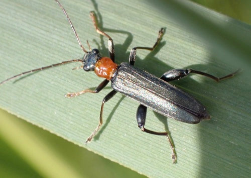 Scarabeo dal collo rosso — Bild 5