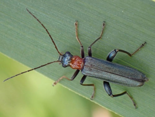 Scarabeo dal collo rosso — Bild 4