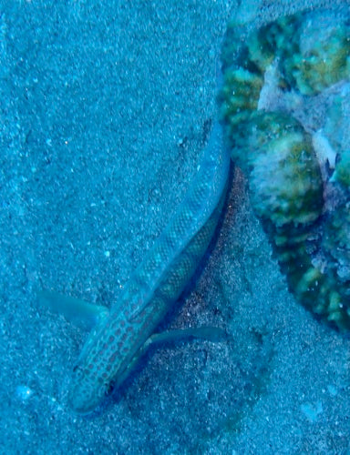 Ghiozzo del Mar Rosso — Bild 5