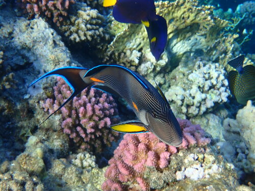 Pesce chirurgo del Mar Rosso — Bild 4