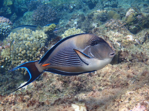 Pesce chirurgo del Mar Rosso — Bild 2
