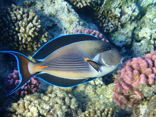 Pesce chirurgo del Mar Rosso — Bild 5