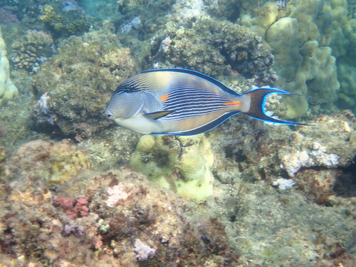 Pesce chirurgo del Mar Rosso — Bild 3