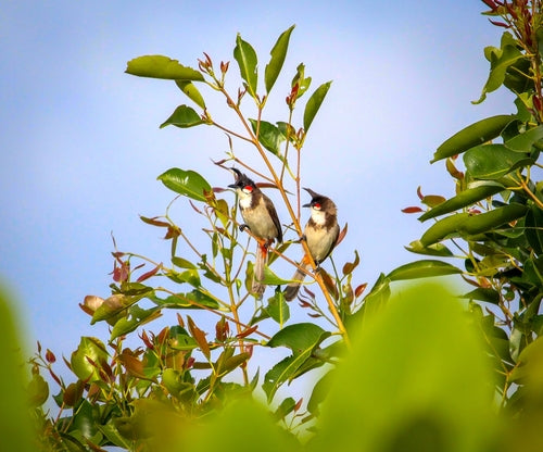 Bulbul dalle orecchie rosse — foto 5 di 9