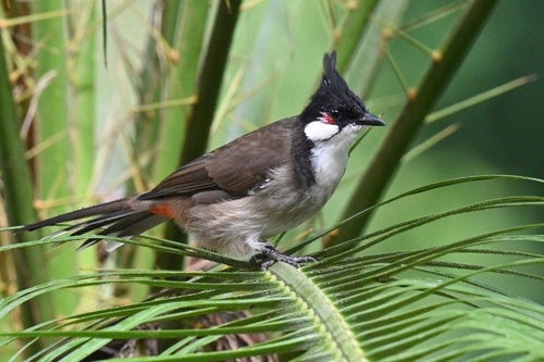 Bulbul dalle orecchie rosse — foto 4 di 9