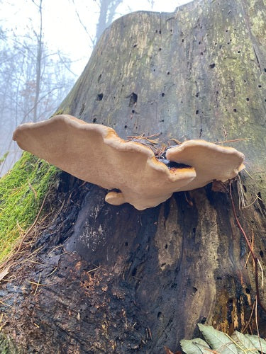 Spugna dell'albero dal bordo rosso — Bild 3