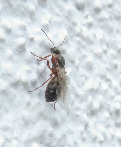 Formica schiava dal dorso rosso — Bild 3