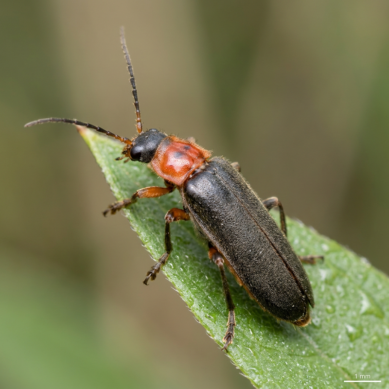 Scarabeo molle dal dorso rosso