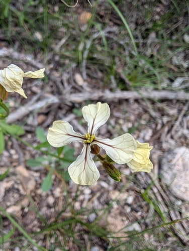 Rucola — Bild 3