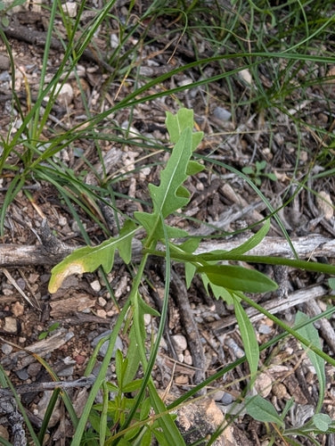 Rucola — Bild 4