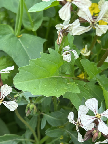 Rucola — foto 5 di 12
