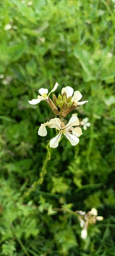 Rucola — Bild 1