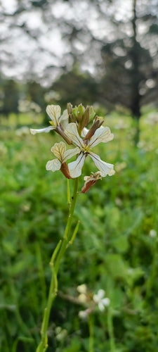 Rucola — Bild 2