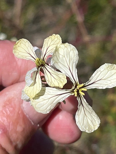 Rucola — Bild 5