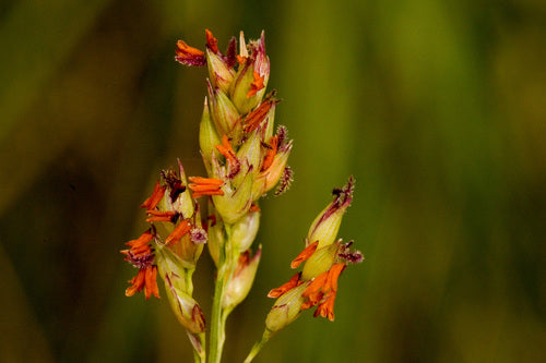 Switchgrass — foto 5 di 8