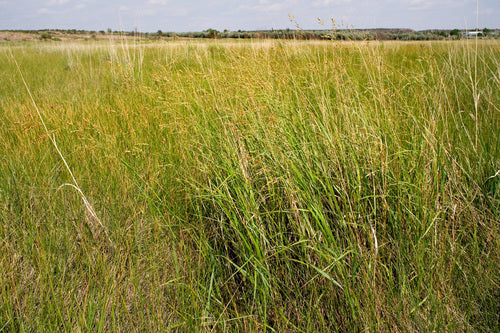 Switchgrass — foto 4 di 8