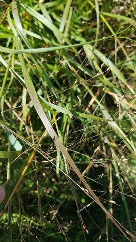 Switchgrass — foto 1 di 8