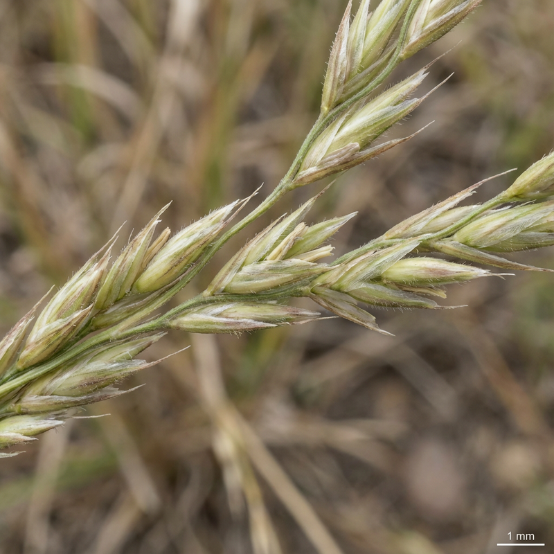 Switchgrass