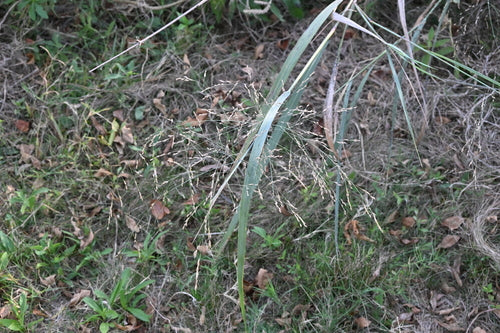 Switchgrass — Bild 1