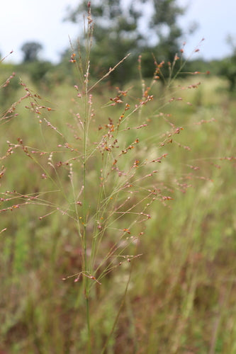 Switchgrass — foto 3 di 8