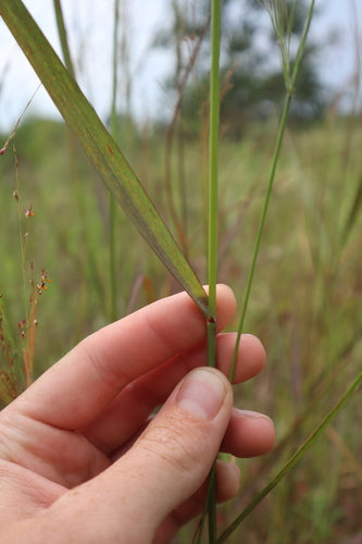 Switchgrass — Bild 2