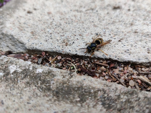 Sächsische Wespe - Bild 1