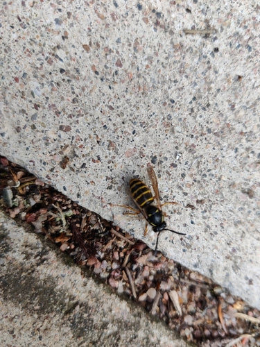 Sächsische Wespe - Bild 3