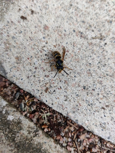 Sächsische Wespe - Bild 4