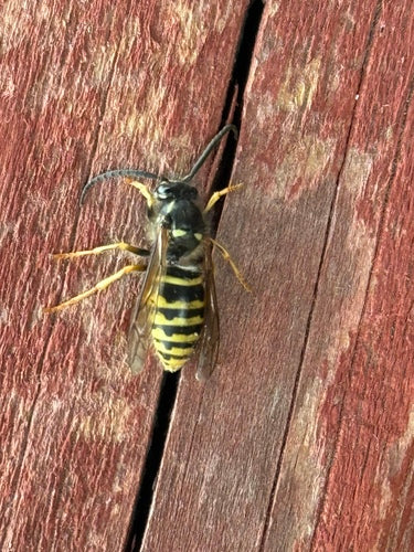 Sächsische Wespe - Bild 6