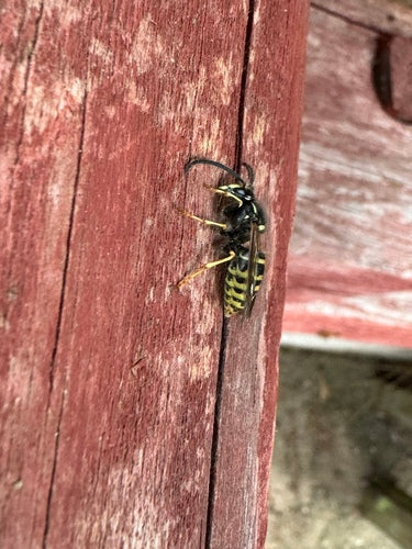 Sächsische Wespe - Bild 8