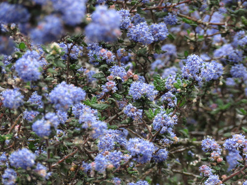 Saeckelblume — foto 2 di 2